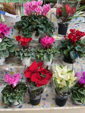 もうすぐクリスマスですよ(^^)/|「花のいのうえ」　（北海道稚内市の花屋）のブログ