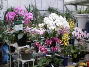 「花のいのうえ」　（北海道稚内市）の花屋店舗写真1